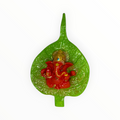 Ganesh Idol on Sacred Peepal Leaf